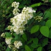 Spirea hedge